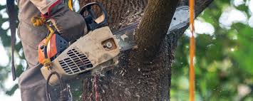 Best Tree Mulching  in Flemington, NJ