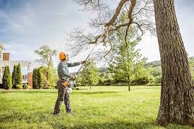 Best Palm Tree Trimming  in Flemington, NJ