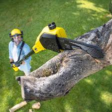 Best Fruit Tree Pruning  in Flemington, NJ
