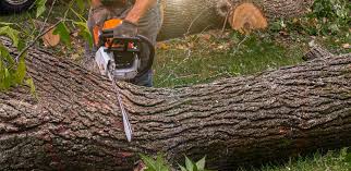 Best Tree Removal  in Flemington, NJ