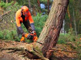 Best Pest Control for Lawns  in Flemington, NJ