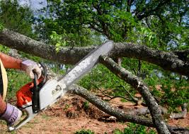 Best Tree Trimming and Pruning  in Flemington, NJ