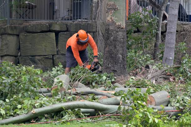  Flemington, NJ Tree Removal Pros